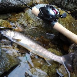 渓流ベイトフィネス初挑戦